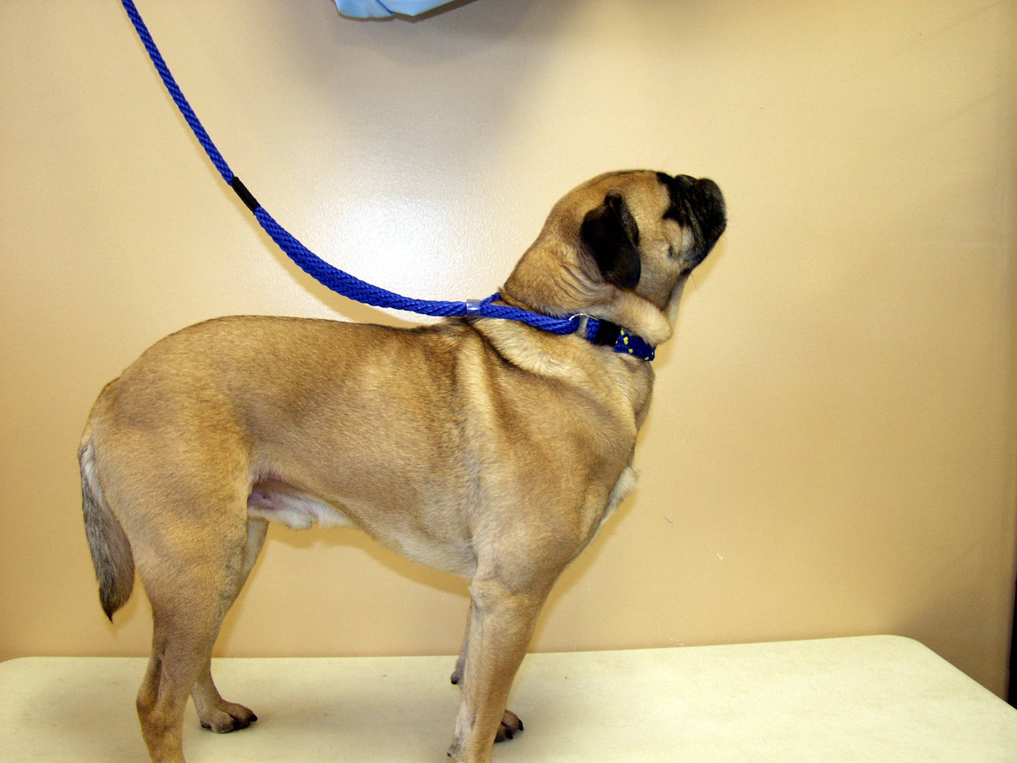 Martingale Leash