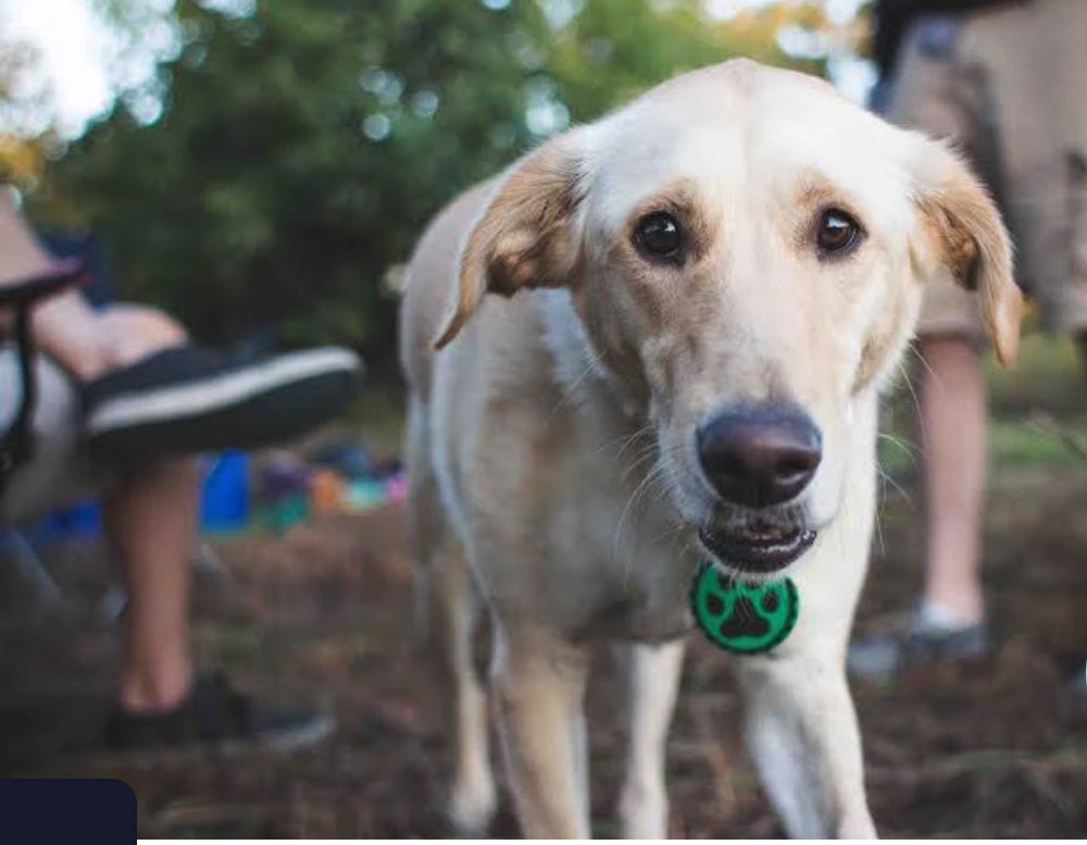 Glow in the Dark Beer Paws DRINKING BUDDY Dog Tag/Bottle opener