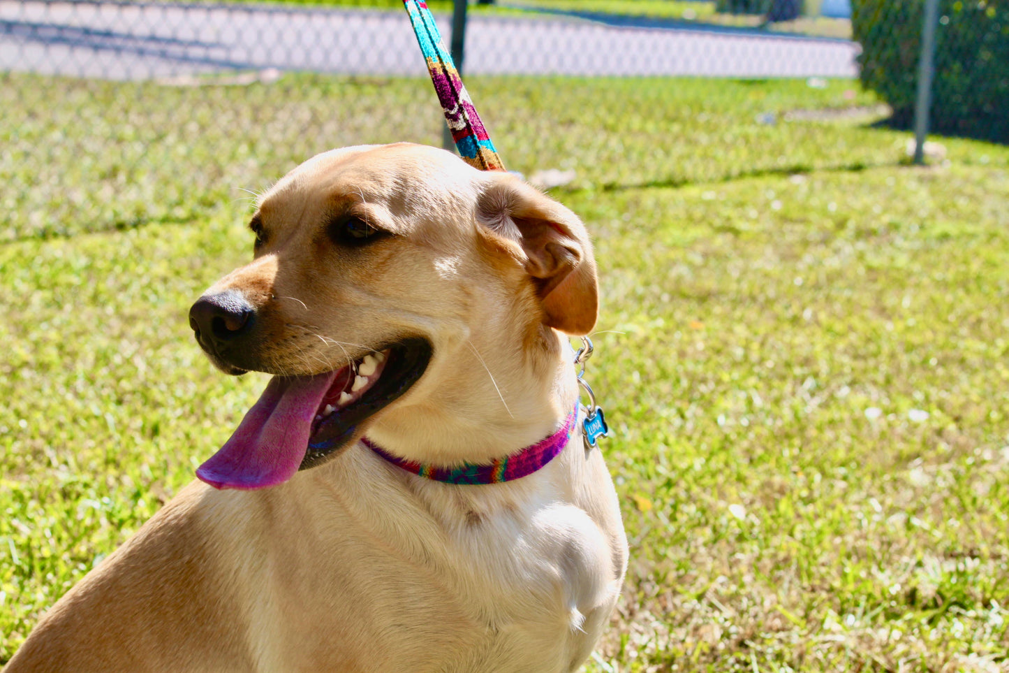 Tribal Pattern Ecuadorian Large Pet Dog Thin Collar