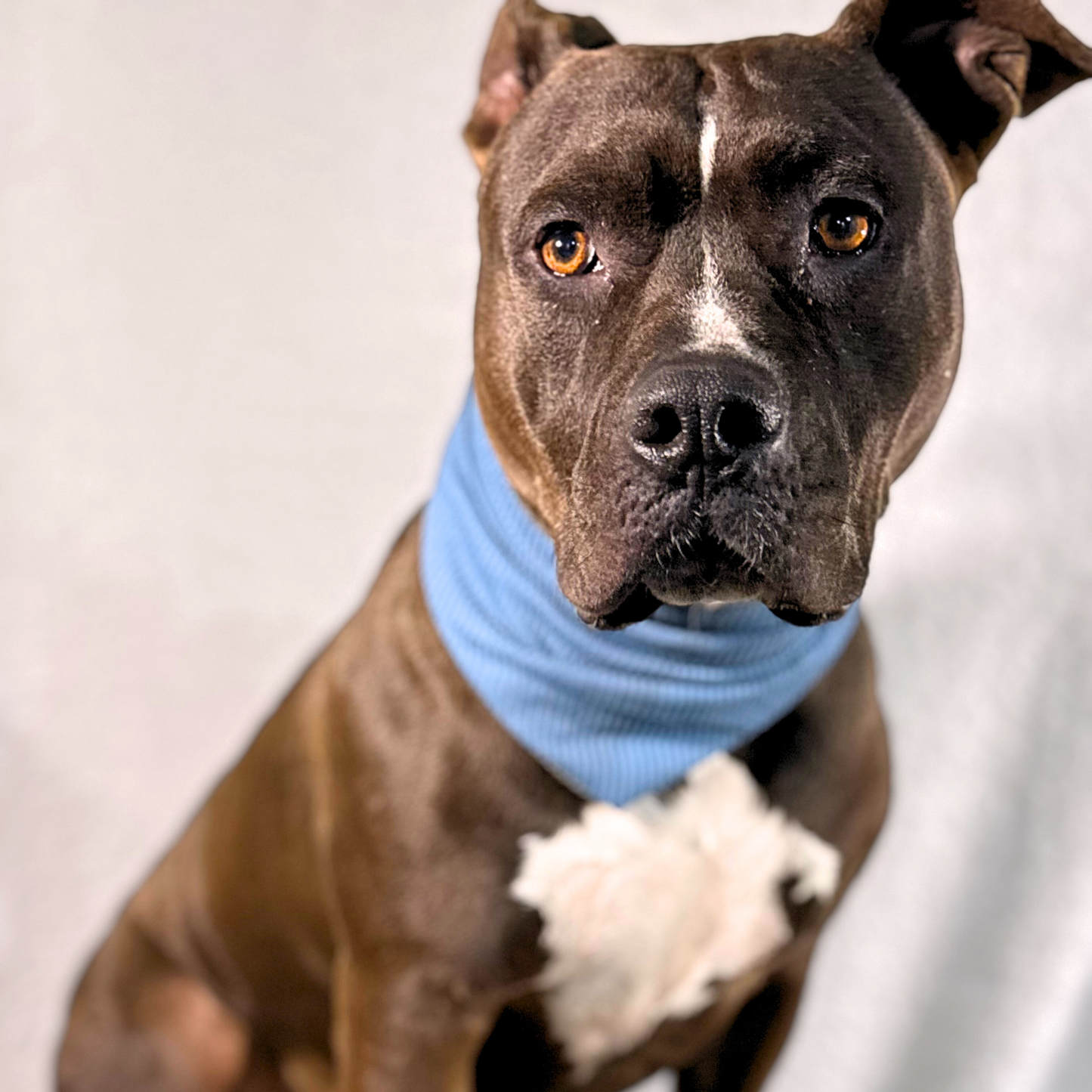 Stretch Bandanas