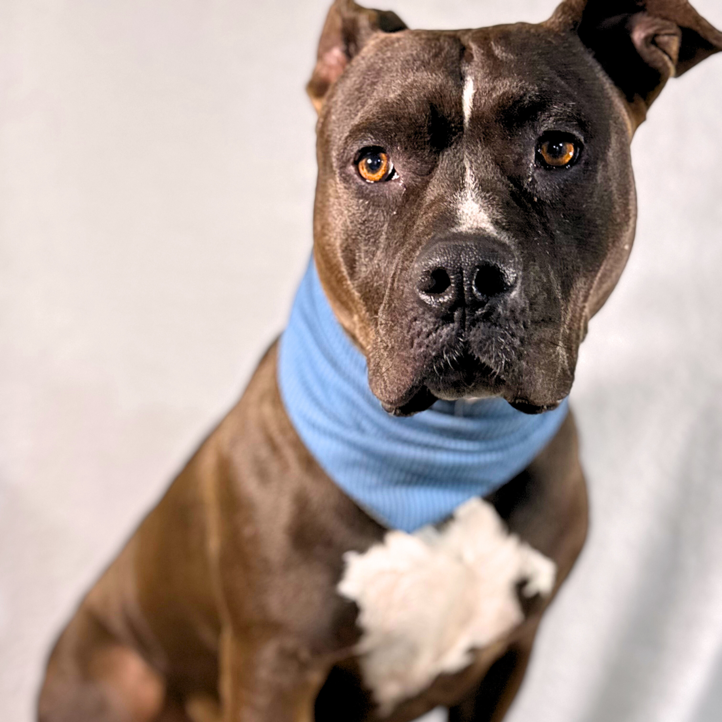 Stretch Bandanas