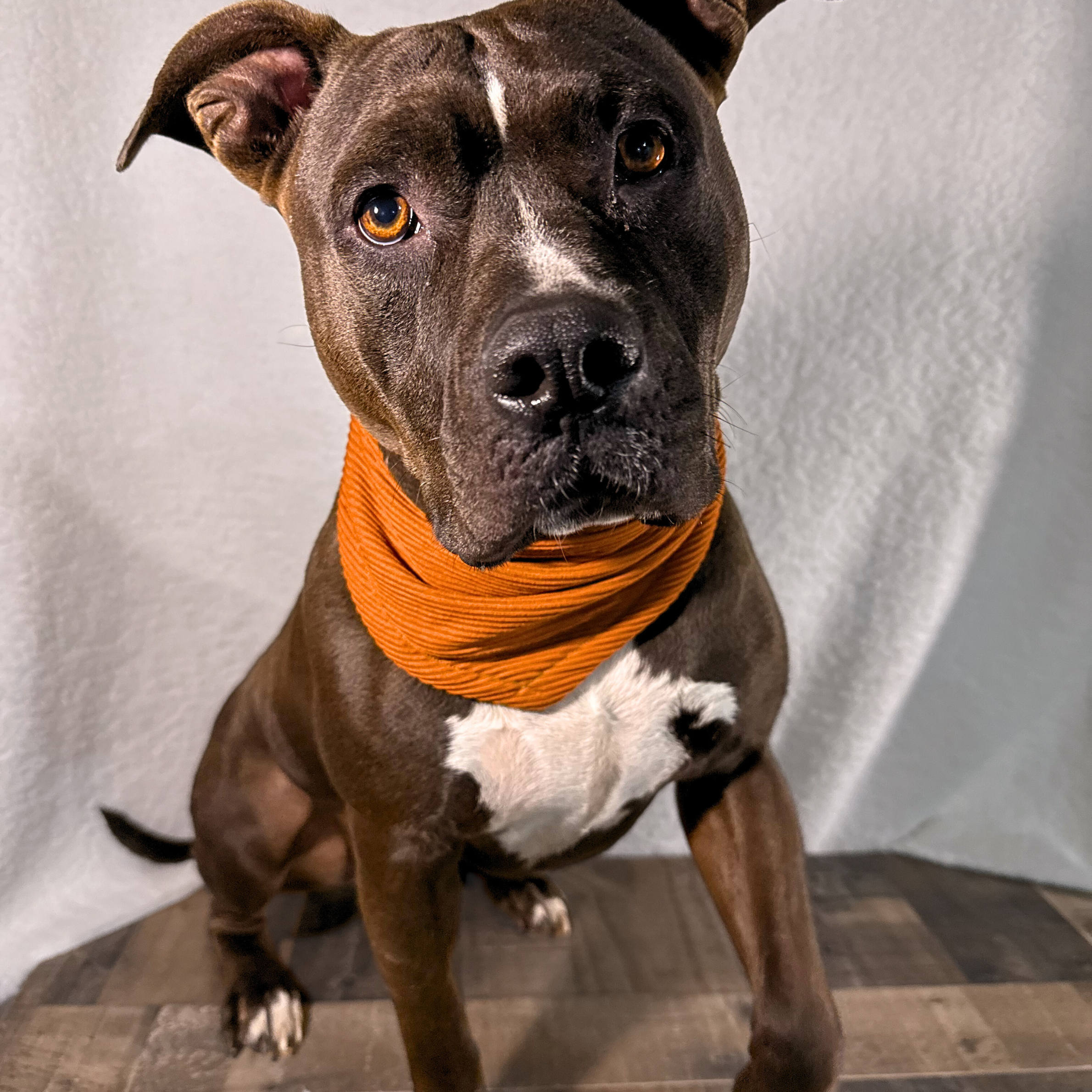 Stretch Bandanas