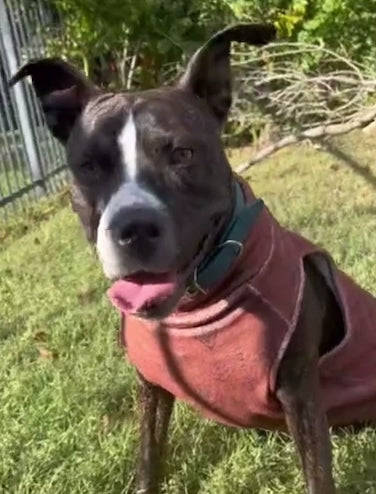 Dog Fleece | Distressed Wild West