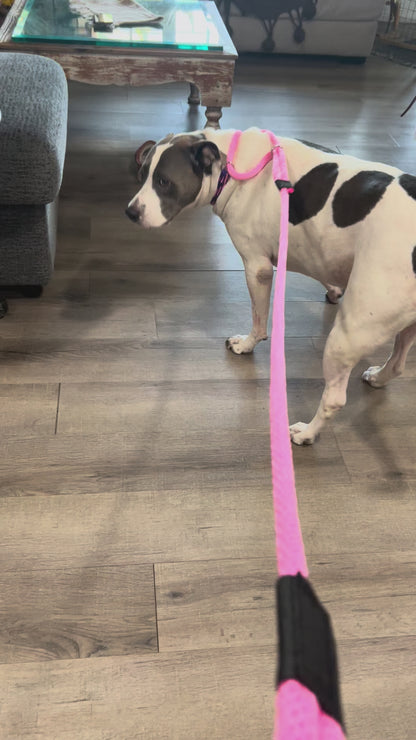 Martingale Leash